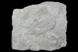 Bargain Dalmanites Trilobite - New York #99063-1